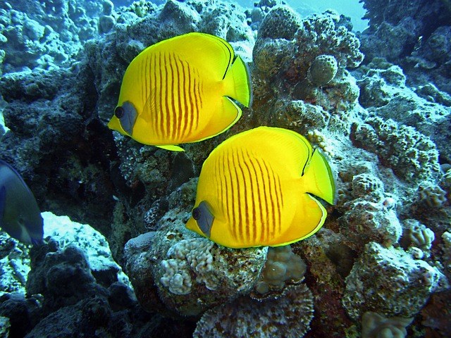 red sea egypt